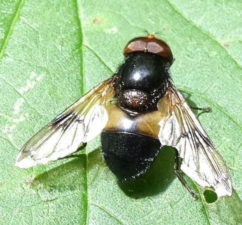 Volucella pellucens